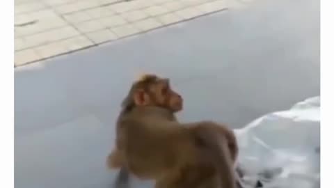 Funny monkey seen