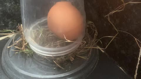 Rambo Dee Elite presents - See if a real Chick hatches at home ? - Day 3