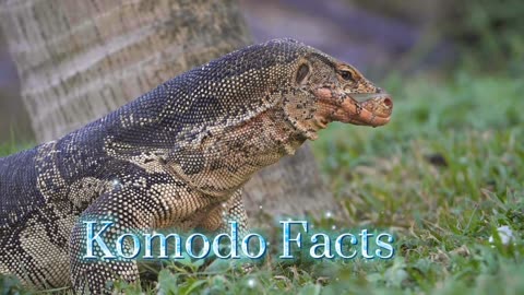 Komodo Animal Facts