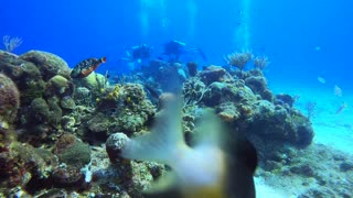 Cozumel SCUBA Diving Paraiso Reef