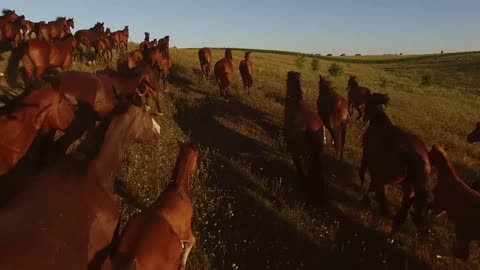 Brown horses are running. Horse herd and cloudless sky