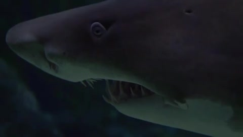 Shark has no bones!😯😱🦈