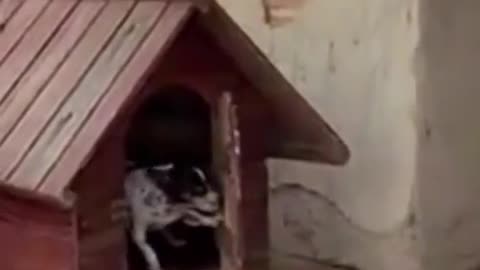 Animals. Dog. In Russia, this video has gained 187,000 likes