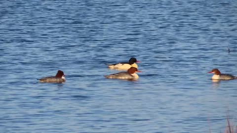 Goosanders (Common Merganser) at Lunt Meadows Nature Reserve