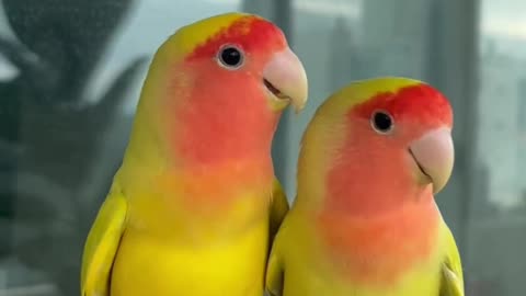 Birds lovely couple and love