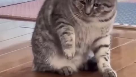 Cute and Funny Animal Video😂|| Funniest Viral Puppy Cat clips😹|| #shorts video #funny animals #cats