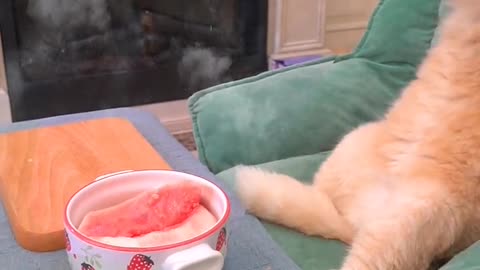 Cute cat making ice cream