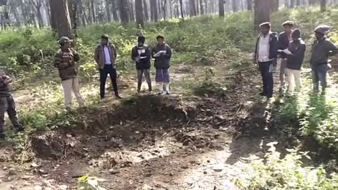 Research in Forest
