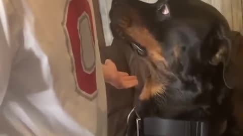 Angry Rottweiler Doesn't Want To Cut His Nails