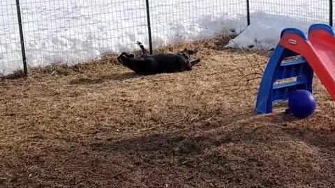 Fainting Goat Gets Spooked by Jolly Ball