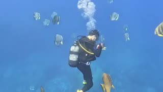 diving with Batfish 🥰🥰