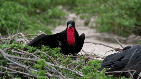 The RAREST BIRDS In The World