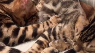 Bengal cat gives his brother a loving massage