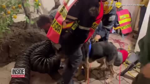 Senior Dog Rescued From Massive Sinkhole