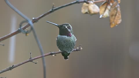 Videos relaxations Bird..