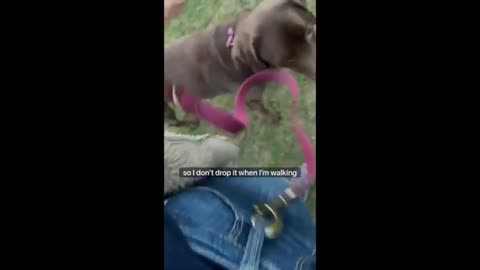 Dog Thinks It's His Turn To Walk His Human
