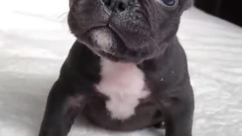 Cute Puppy