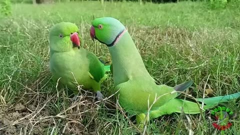 Ringneck Parrot Videos Compilation funny