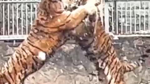 Fight between two Tiger# tiger #short #viral