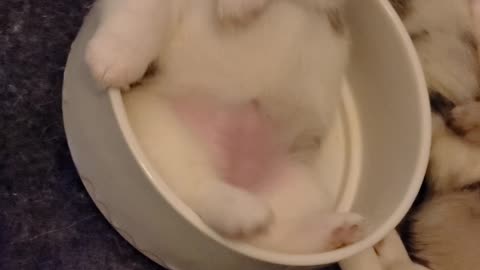Waking White Faced Corgi Pupper From Bowl Nap