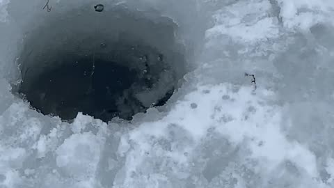 Lake trout ice fishing