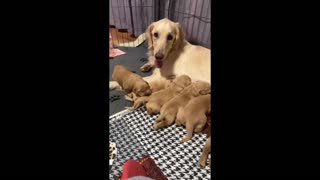 The mother gave birth to nine baby dogs
