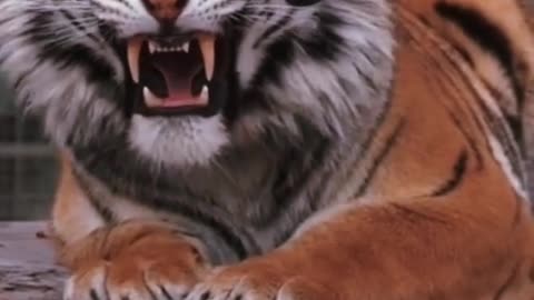 Create inspiration for the tiger animal world