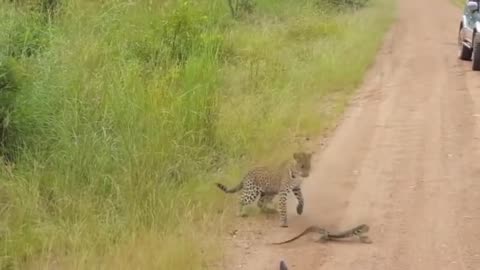 Leopard vs Monitor Lizard Real Fight - must watch video