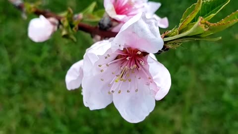 Spring Flowers