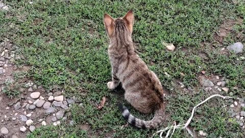 A cute kitten is looking for something. This kitten is so cute.