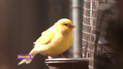 TOP 10 BEST Bird Breeds To Own As Pets