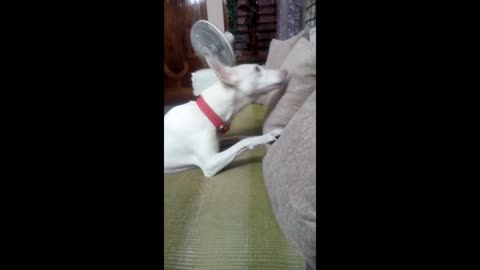 Alia Playing With My Hand & Pillow - #rajapalyam #indiandoglovers #indiandogbreed