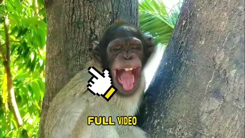 Funny monkey 2023, Funny animals AWW