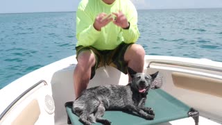 Get your dog trained for being on a train, no a plane, and even on a boat!