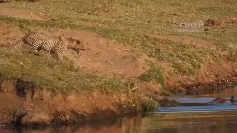 Wild animals Cheetah hunting