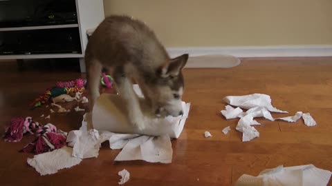 Tiny Husky puppy vs. paper towel