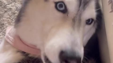 Petting Meekathehusky and stop to see her reaction 😅