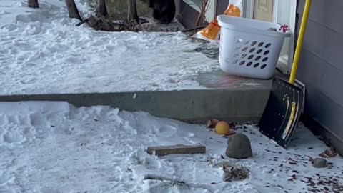 Moose Blocks Entrance to Home