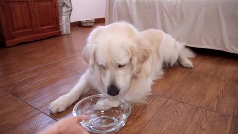 Dog Tries to Drink Seltzer Water [WITH FUNNY COMMENTS]