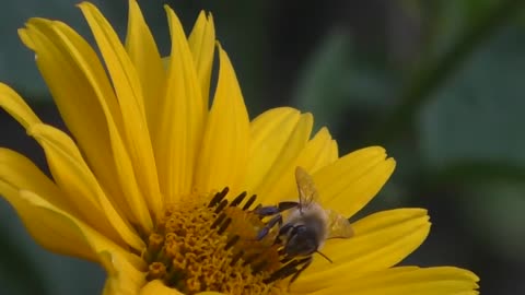 A bee flying through the air