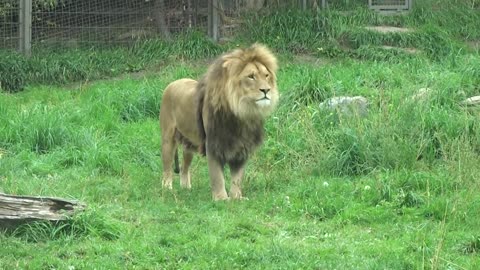 Aslan & Baruti at Calgary Zoo