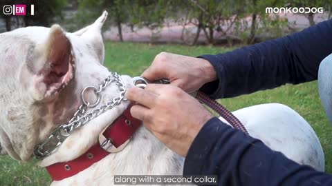 How to choose the right COLLAR for your dog.