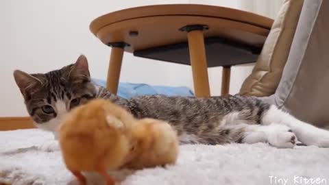 Daily life of kittens and tiny chicks