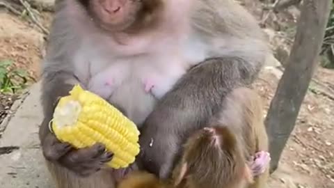 Cute Monkey China & Funny Love monkey| Animals Love