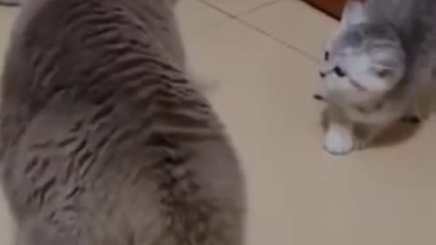 Angry cat