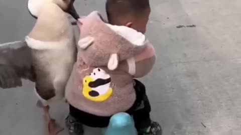 Cute kid fights a big goose