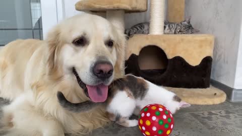 Golden Retriever Attacked by Baby Kitten while playing with ball