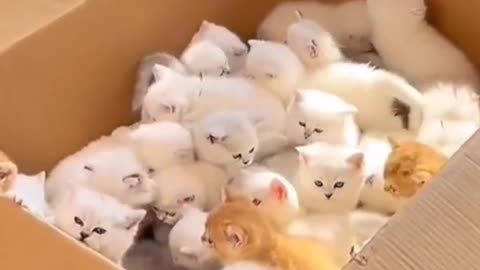 See the order for cute kittens has arrived. Let's open the surprise box 🐈🥰