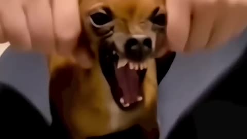 Funny Dogs moment 😂🤣