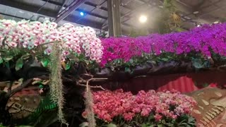 Vídeo - Feira das Orquídeas